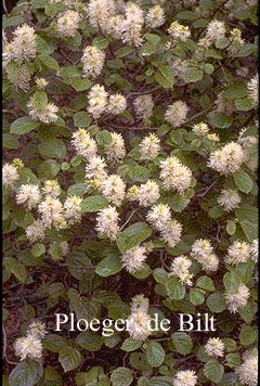 Fothergilla gardenii