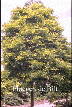 Gleditsia triacanthos 'Sunburst'