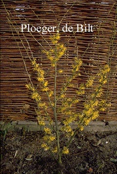 Hamamelis intermedia 'Arnold Promise'