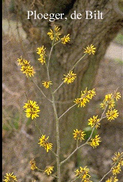 Hamamelis mollis 'Boskoop'