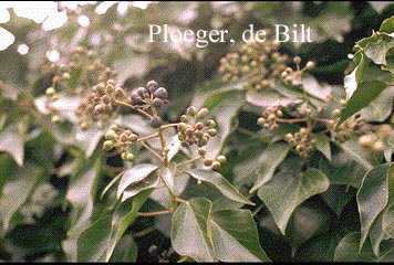 Hedera helix Arborescent Group