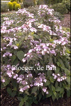 Hydrangea serrata 'Bluebird'