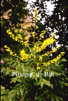 Koelreuteria paniculata