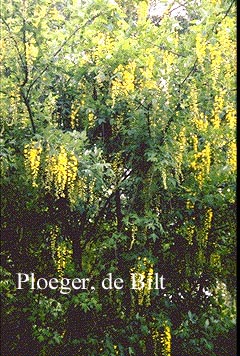 Laburnum watereri 'Vossii'