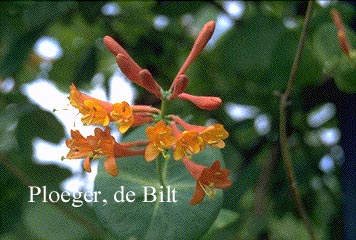 Lonicera brownii 'Dropmore Scarlet'