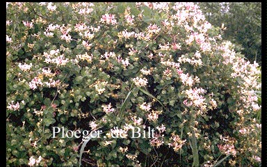 Lonicera periclymenum 'Belgica'