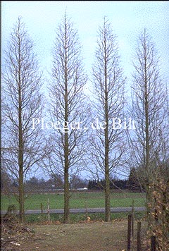 Metasequoia glyptostroboides