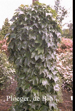 Parthenocissus tricuspidata 'Veitchii'