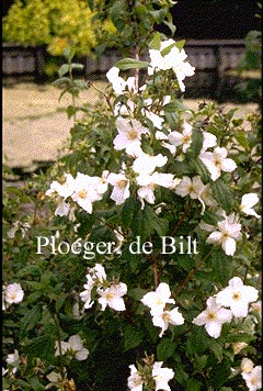 Philadelphus 'Belle Etoile'