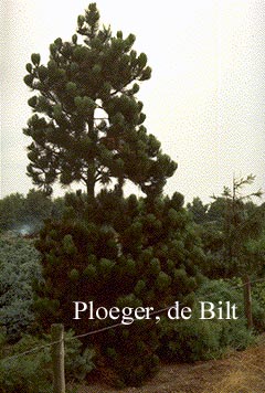 Pinus heldreichii 'Satellit'