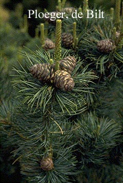 Pinus parviflora 'Glauca'