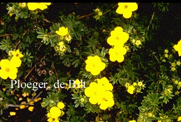 Potentilla fruticosa 'Goldfinger'