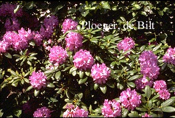 Rhododendron 'Catawbiense Grandiflorum'