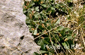 Salix repens