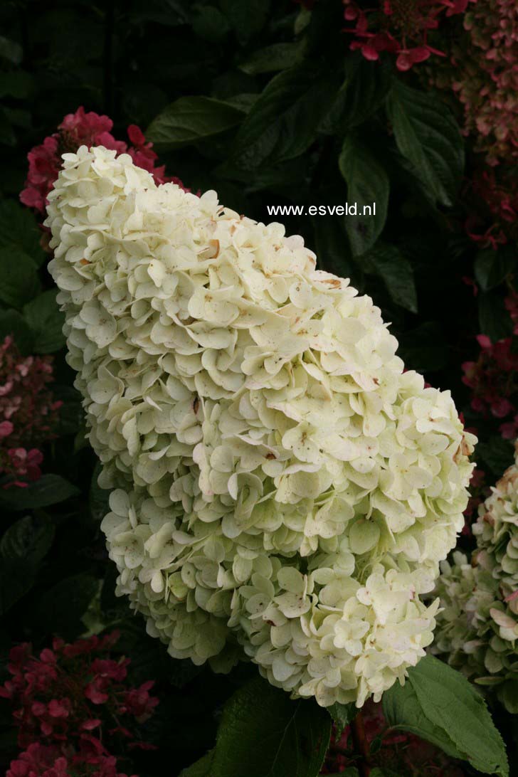 Hydrangea paniculata 'Kolmagino' (MAGICAL MOONLIGHT)