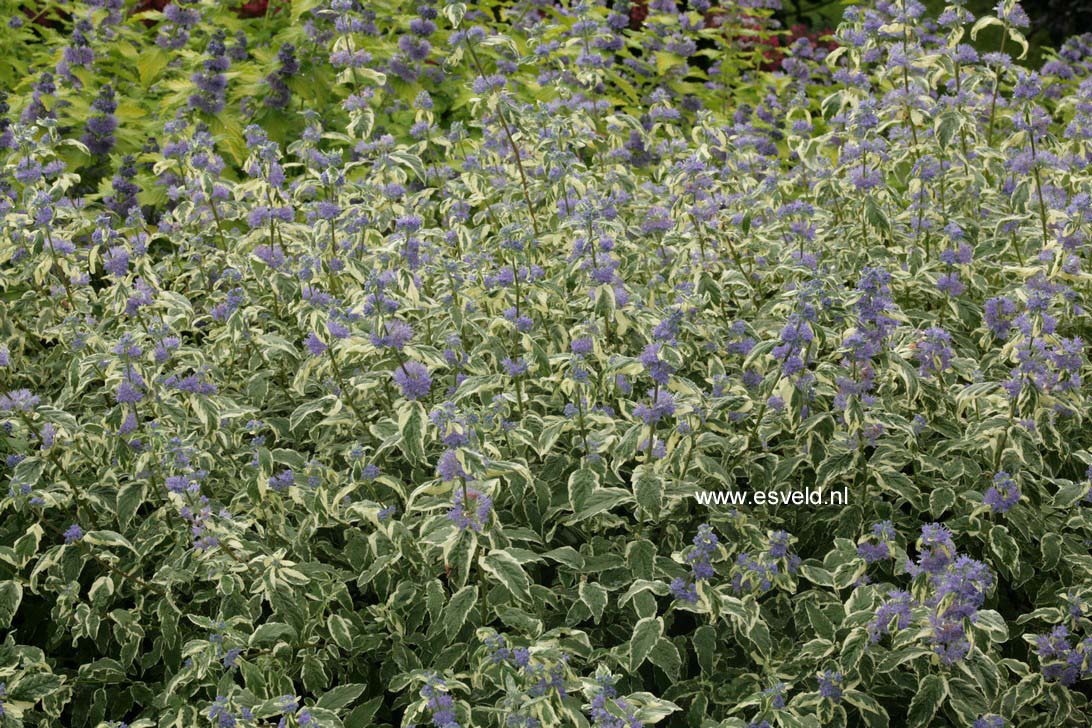 Caryopteris clandonensis 'White Surprise'