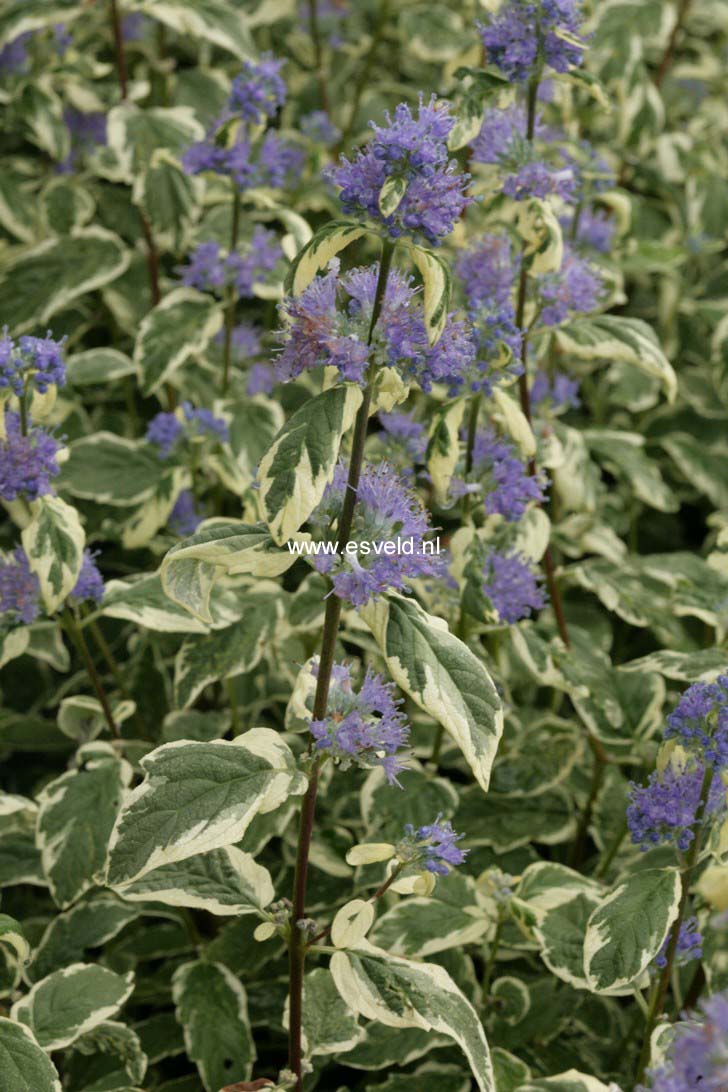 Caryopteris clandonensis 'White Surprise'