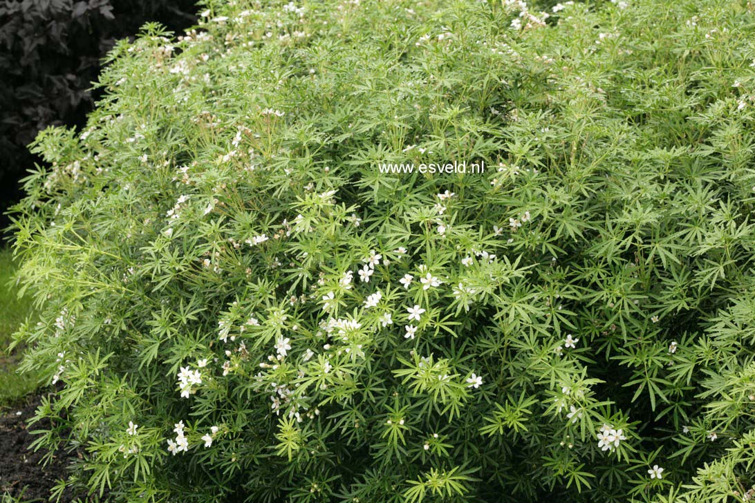 Choisya ternata 'Londaz' (WHITE DAZZLER)