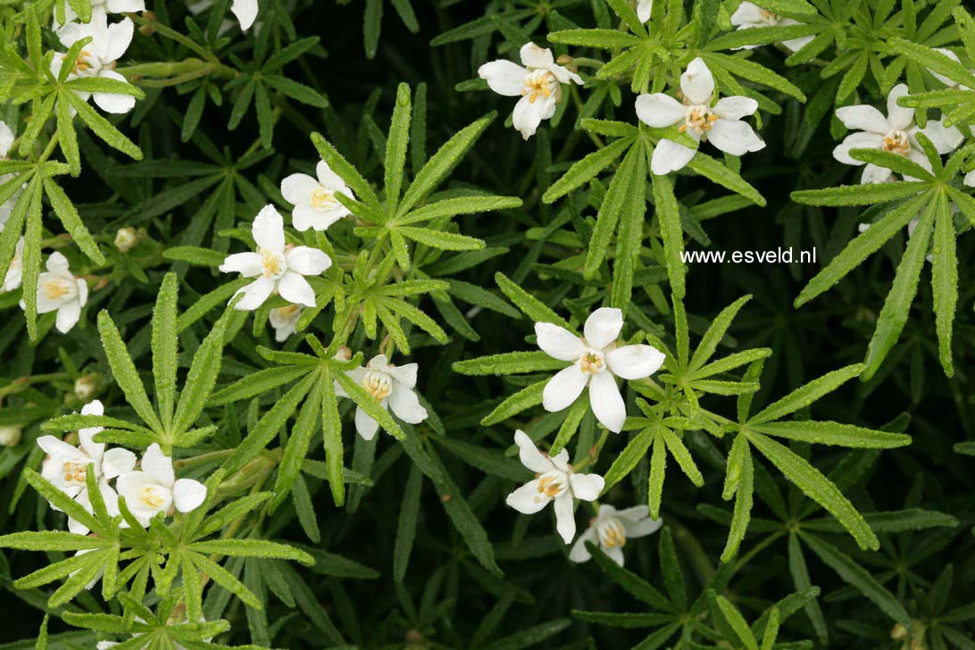 Choisya ternata 'Londaz' (WHITE DAZZLER)