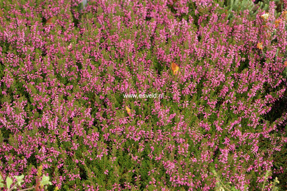 Calluna vulgaris 'Marleen'