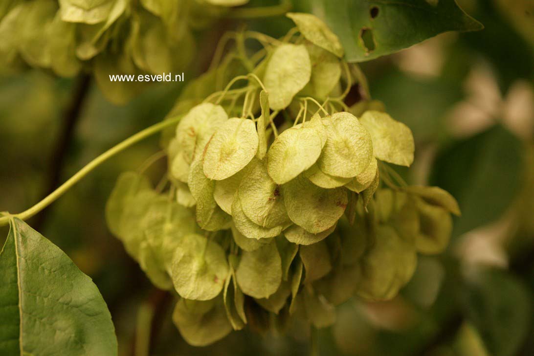 Ptelea trifoliata