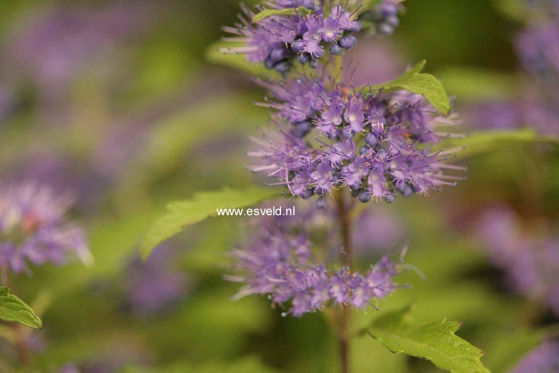 Caryopteris clandonensis 'Korball' (BLUE BALLOON)