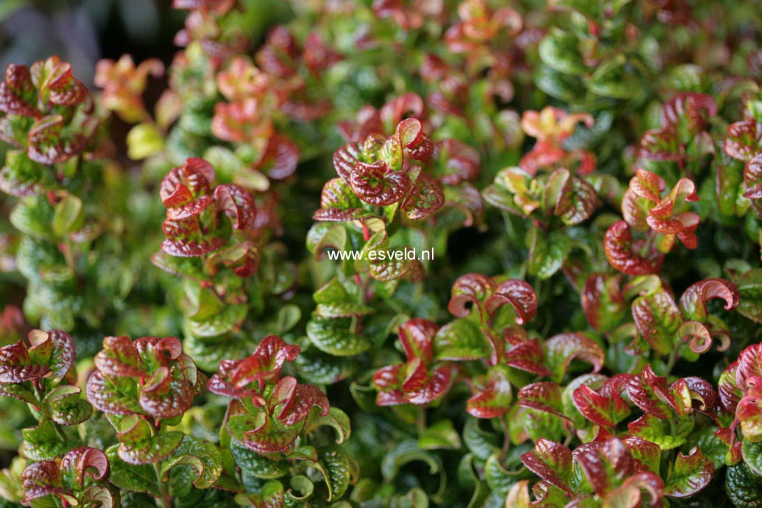 Leucothoe axillaris 'Curly Red'