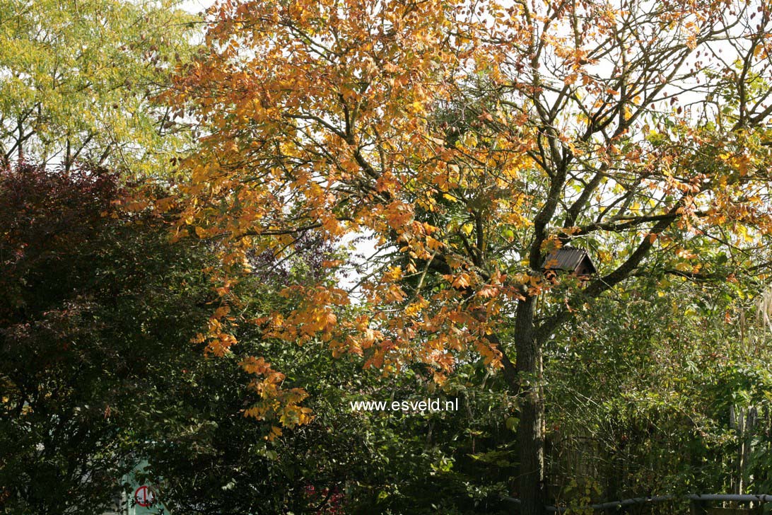 Koelreuteria paniculata