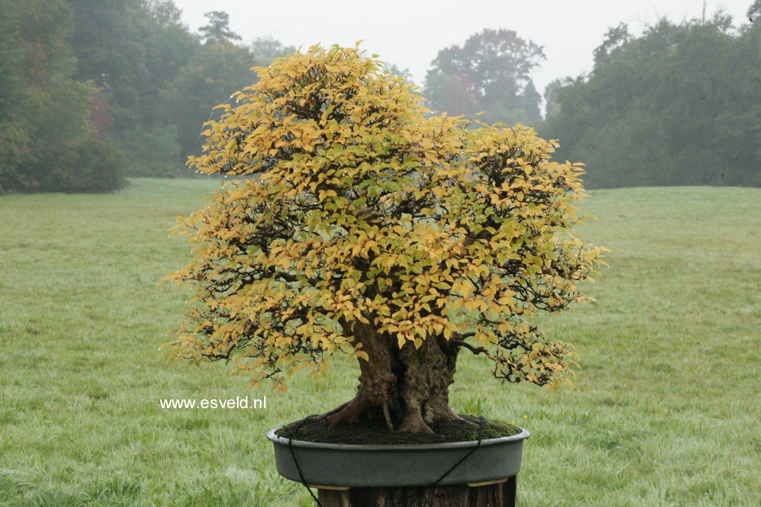 Carpinus turczaninovii