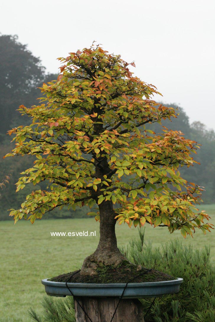 Carpinus betulus