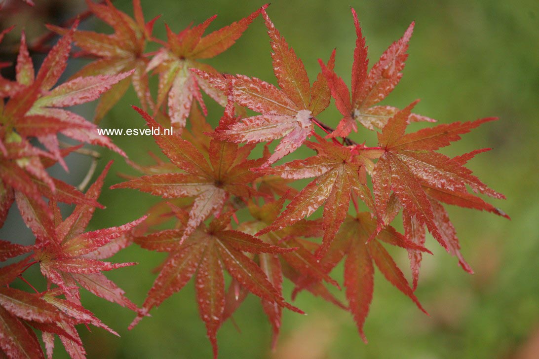 Acer palmatum 'Pixie'