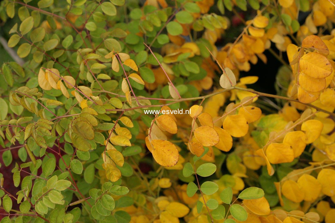 Indigofera kirilowii