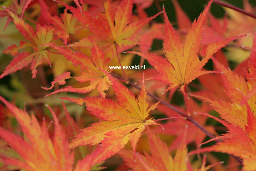 Acer palmatum 'Ki hachijoh'