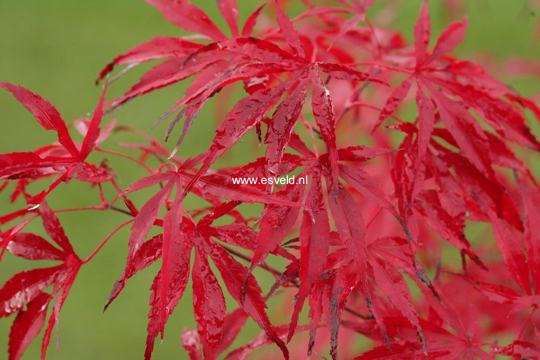 Acer palmatum 'Peve Dave'