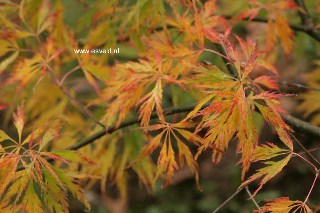 Acer palmatum 'R-Lane'