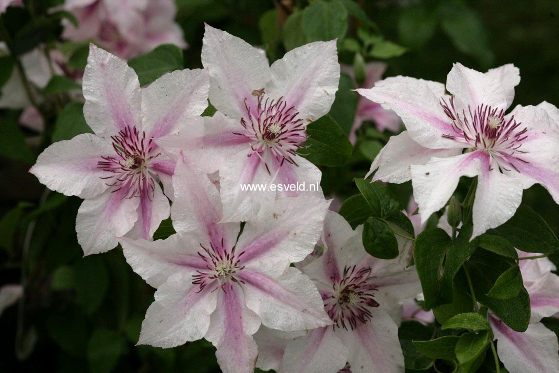 Clematis 'Pink Fantasy'