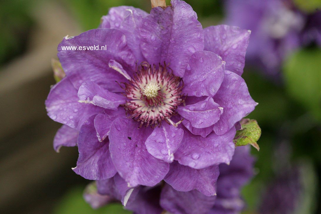 Clematis 'Shin-shigyoku'