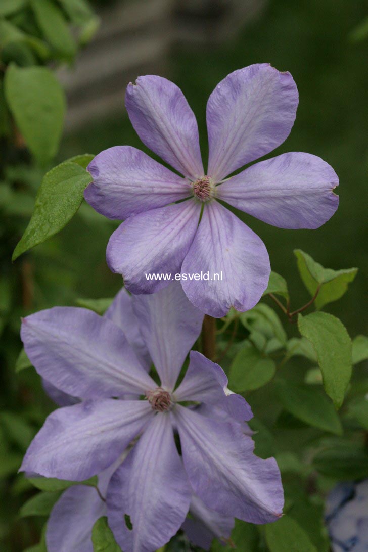 Clematis 'Mrs. Cholmondeley'