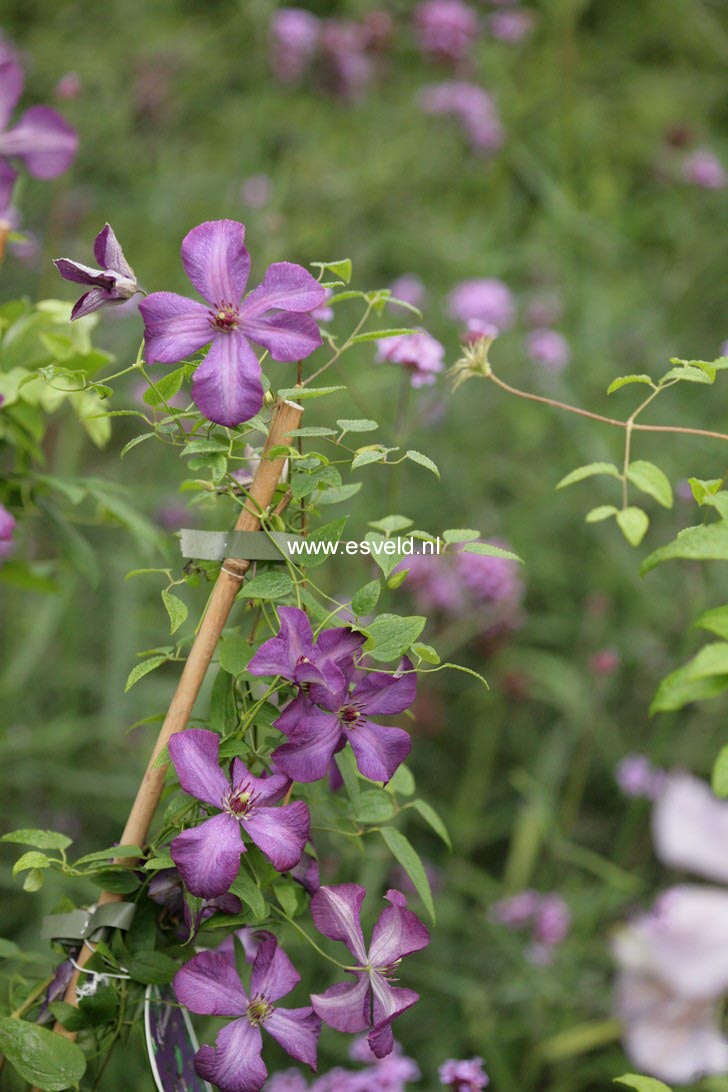 Clematis 'Polish Spirit'