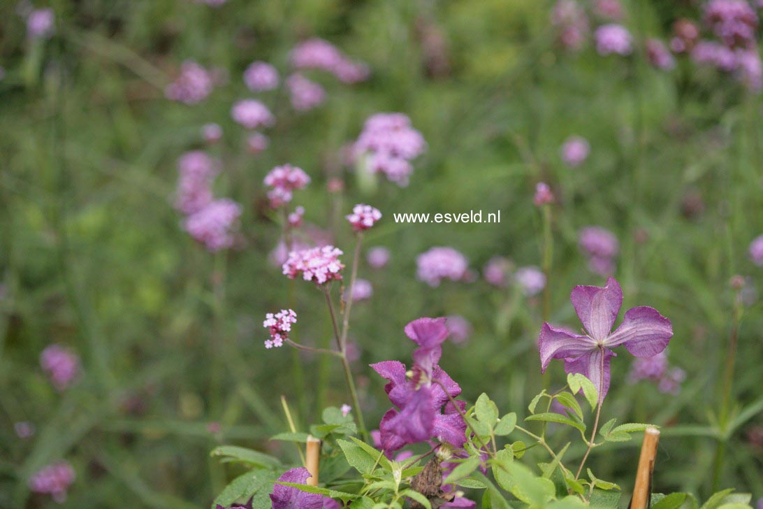 Clematis 'Polish Spirit'