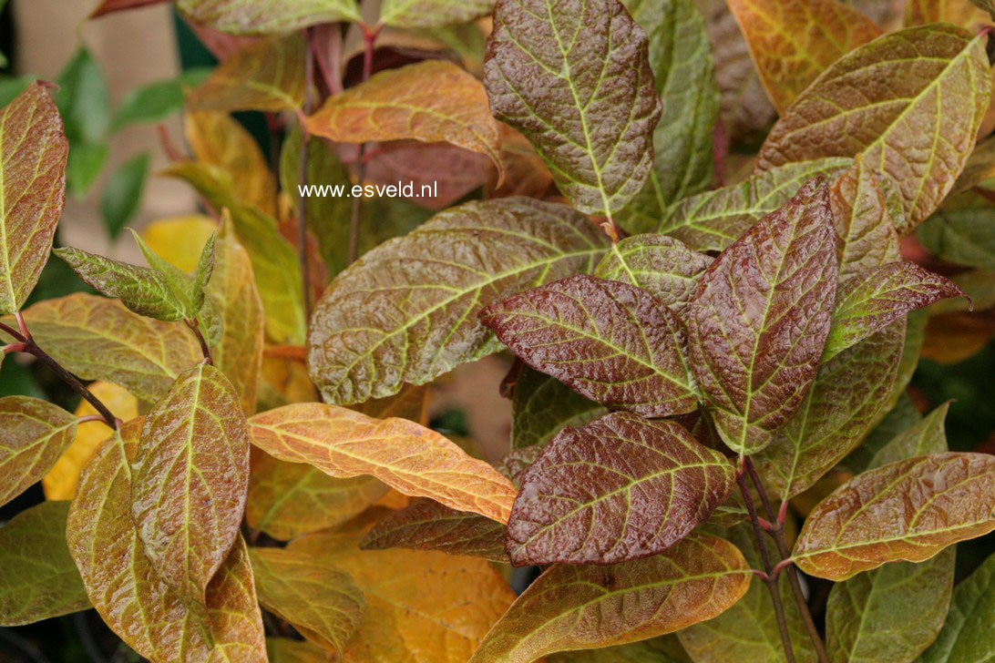 Calycanthus floridus 'Purpureus'