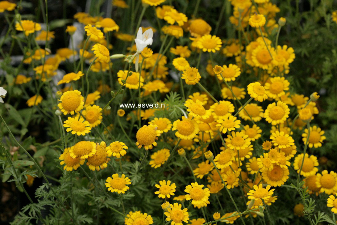 Anthemis tinctoria 'Charme'