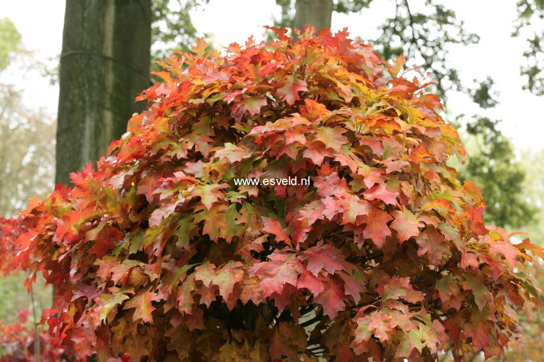 Quercus palustris 'Green Dwarf'