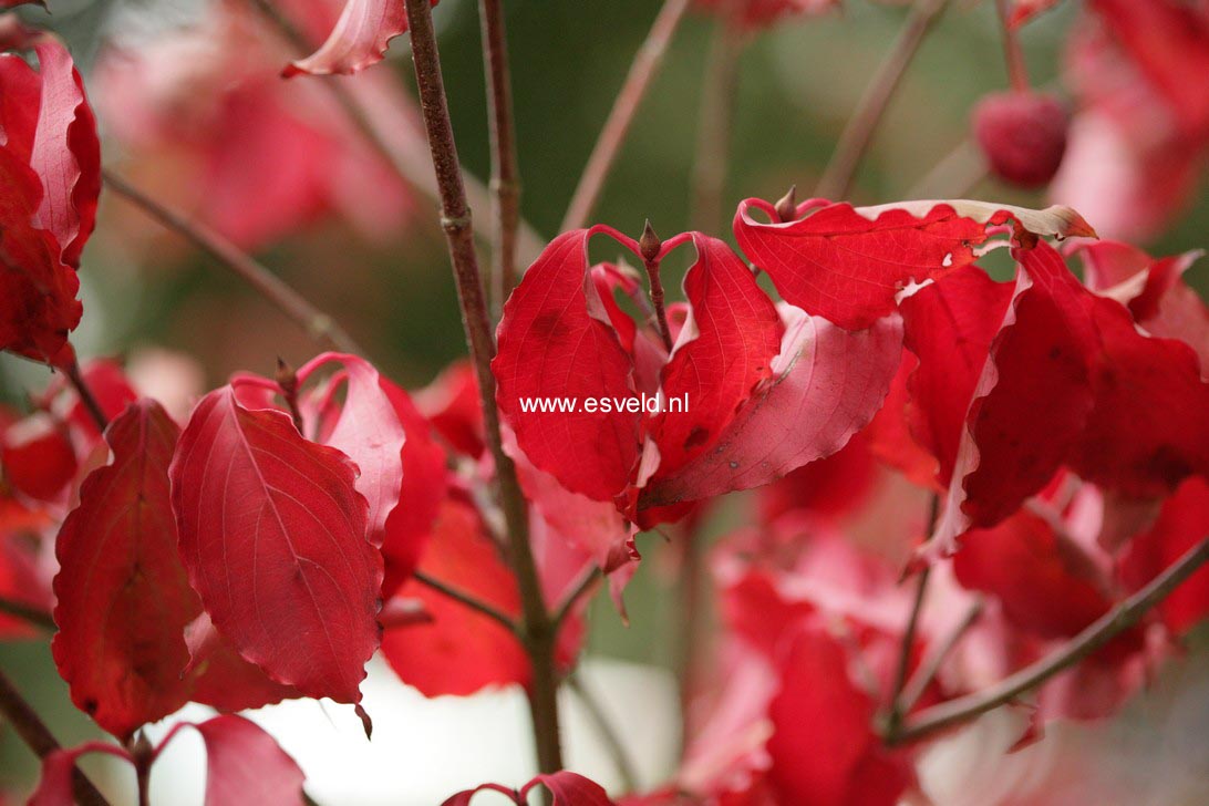 Cornus kousa 'Kreuzdame'