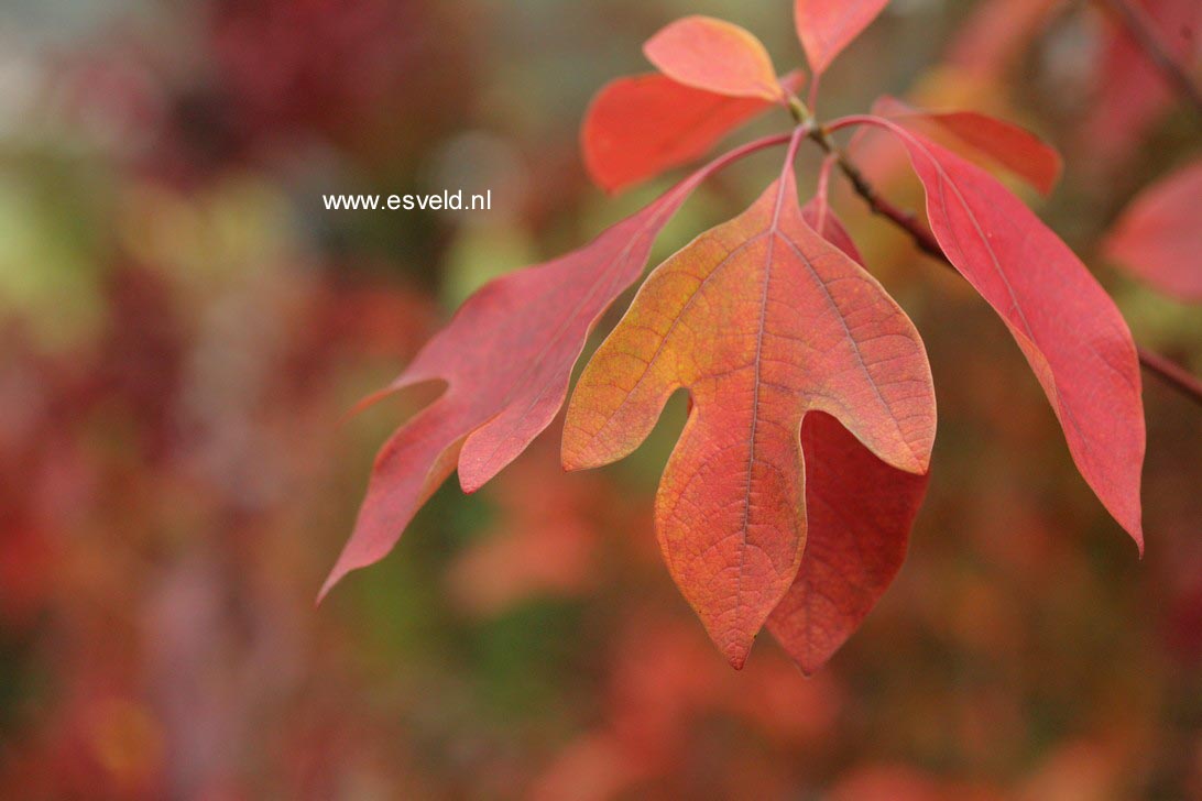 Sassafras albidum