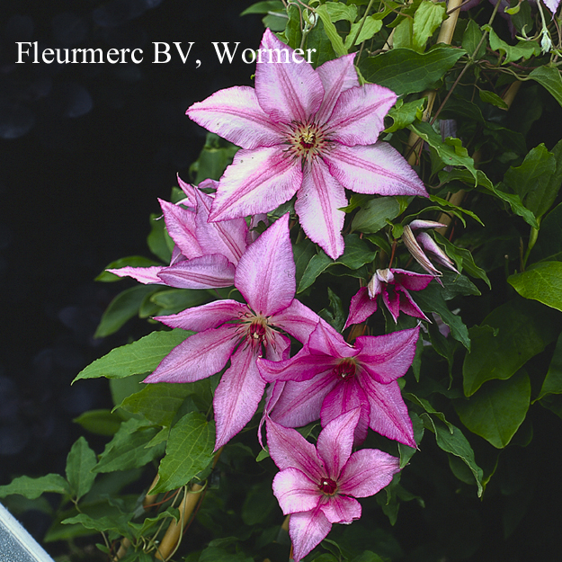 Clematis 'John Warren'