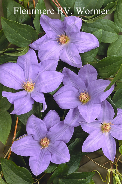 Clematis 'Lawsoniana'