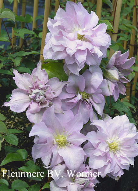 Clematis 'Louise Rowe'