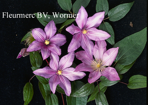 Clematis 'Mrs. Spencer Castle'