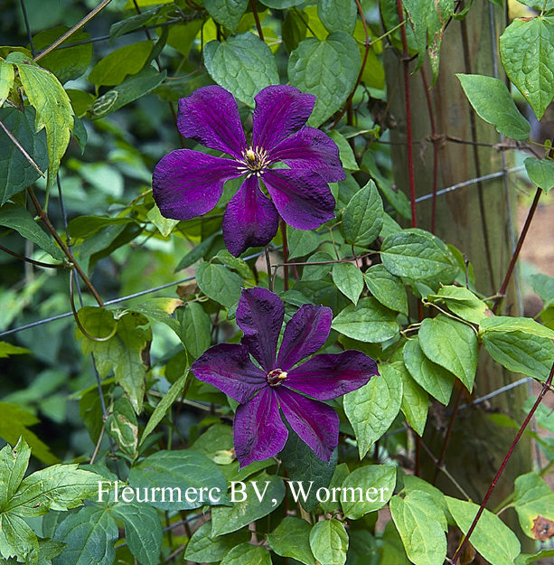 Clematis 'Negritjanka'